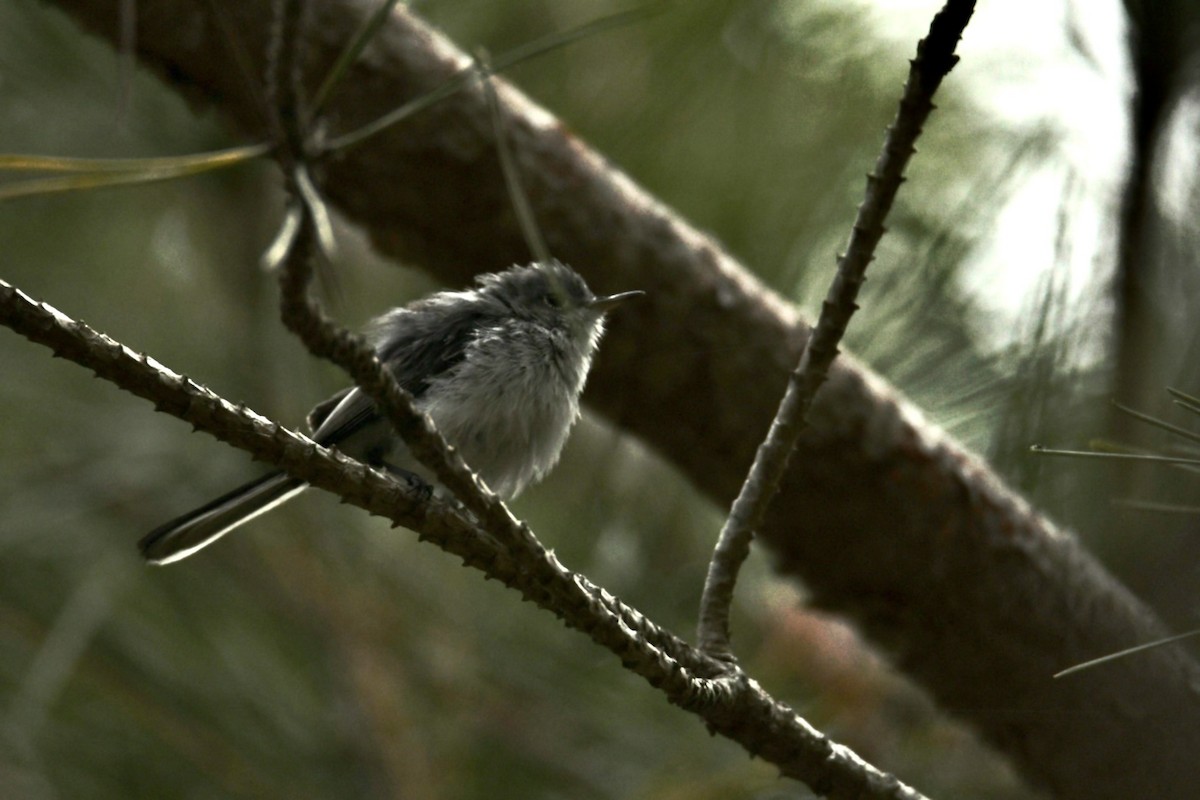 Blue-gray Gnatcatcher - ML472799241