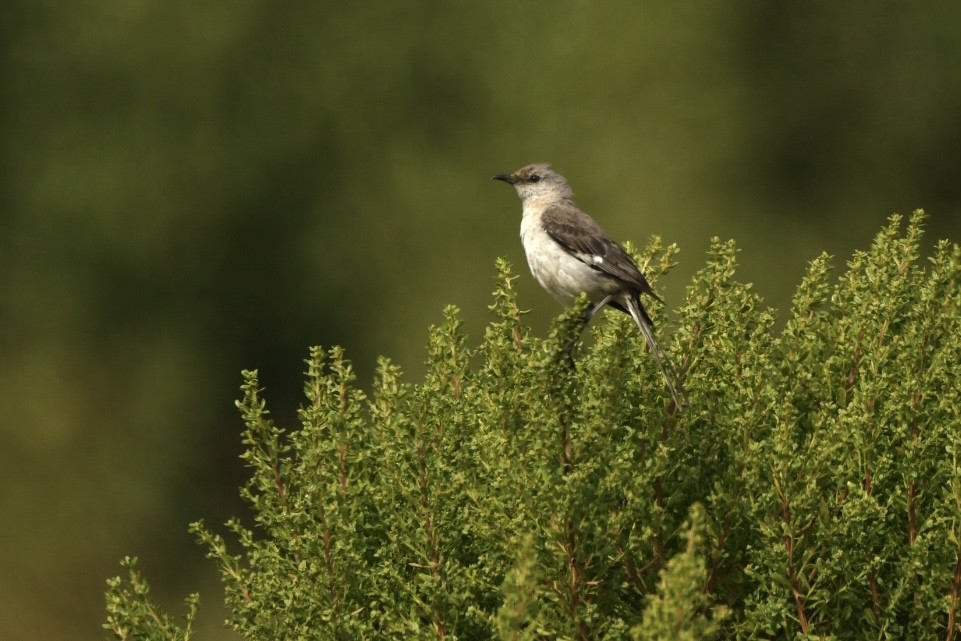 Northern Mockingbird - ML472799301