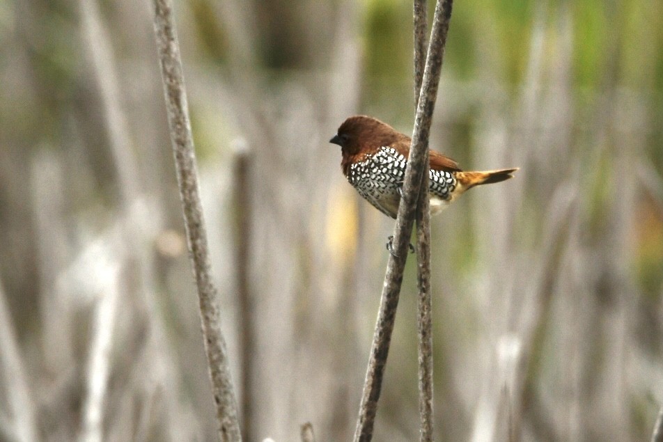 Scaly-breasted Munia - Grey Barbier