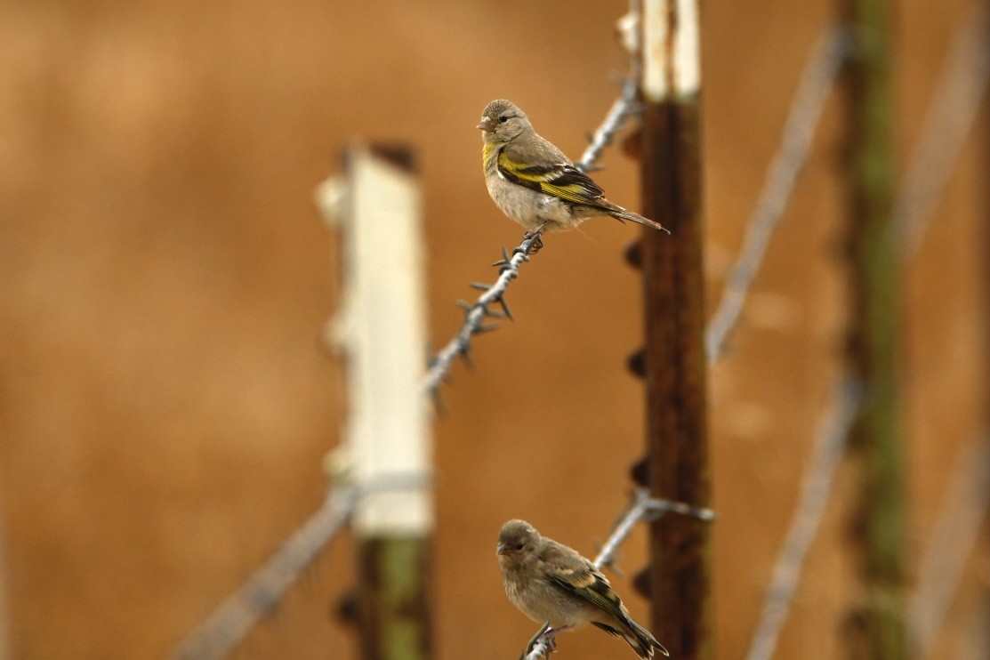 Lawrence's Goldfinch - ML472799441