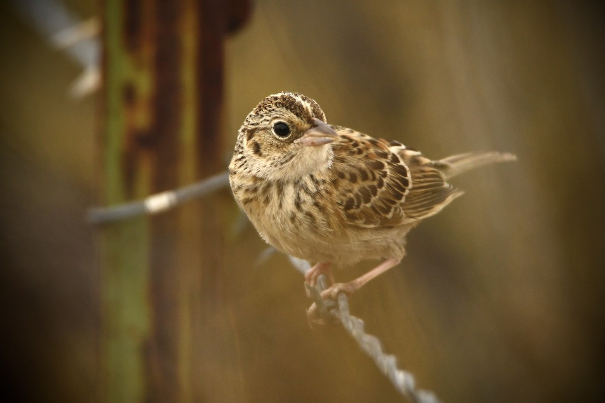 Grasshopper Sparrow - ML472799611