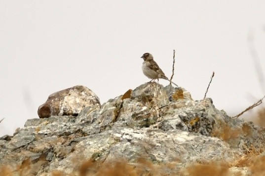 Lark Sparrow - ML472799641