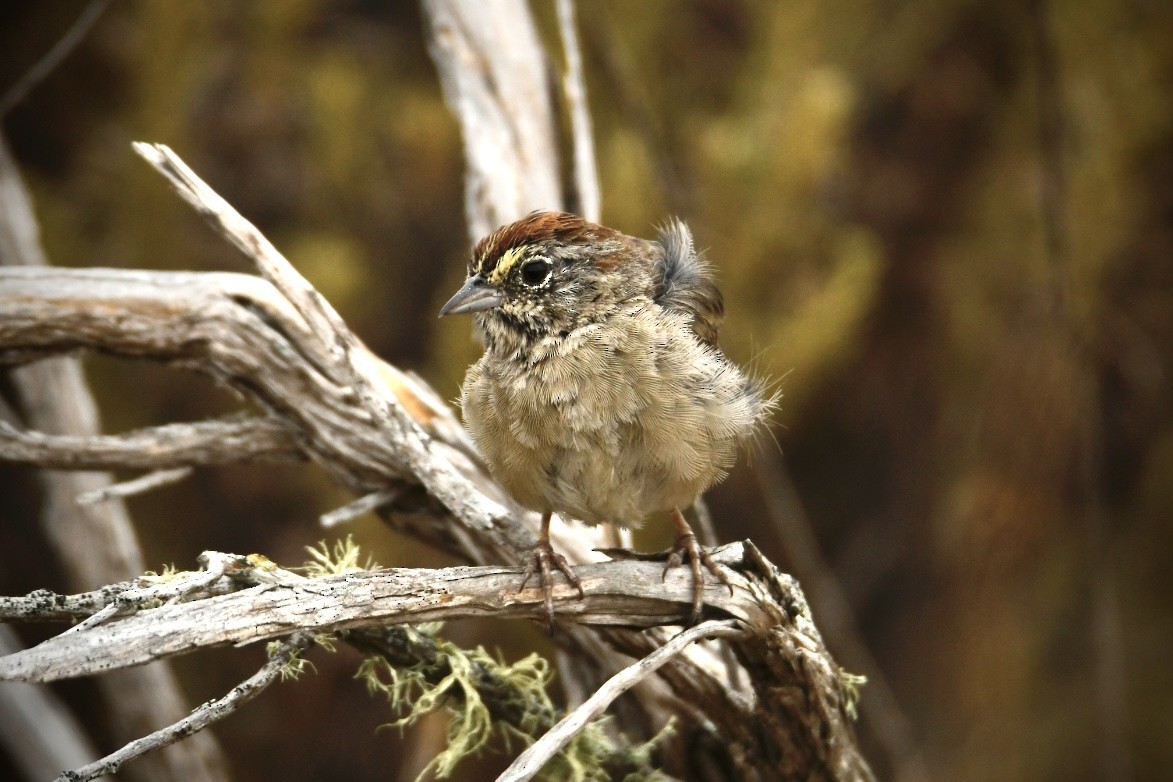 Rufous-crowned Sparrow - Grey Barbier