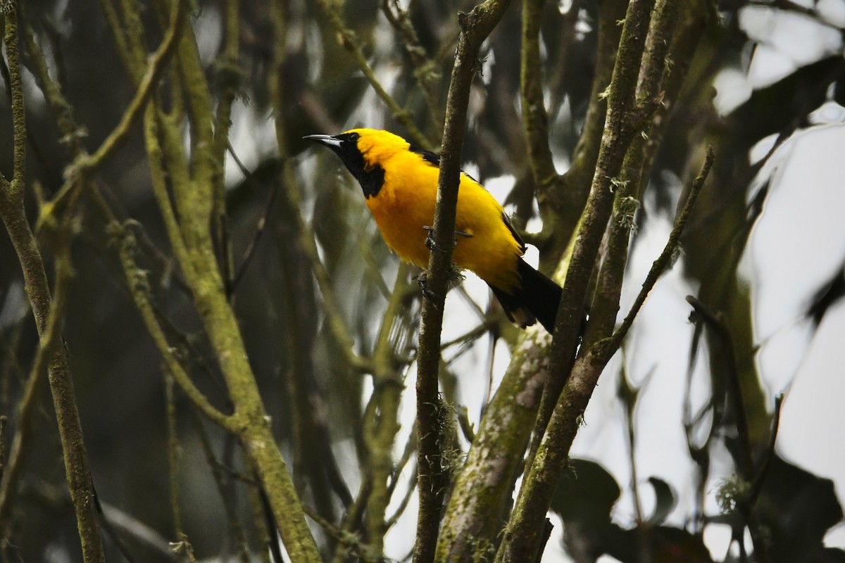 Hooded Oriole - ML472799731