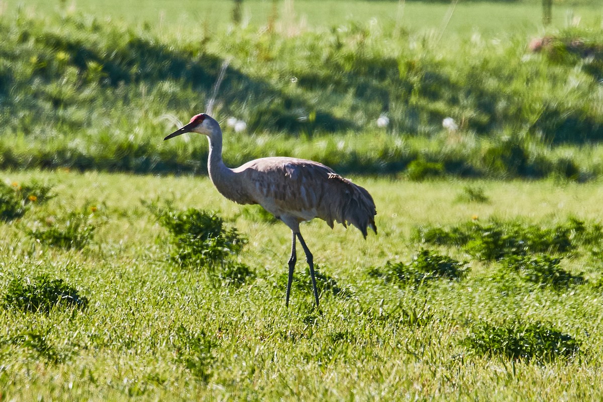 Sandhill Crane - ML472799901