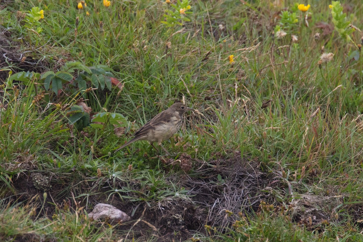 American Pipit - ML472799951