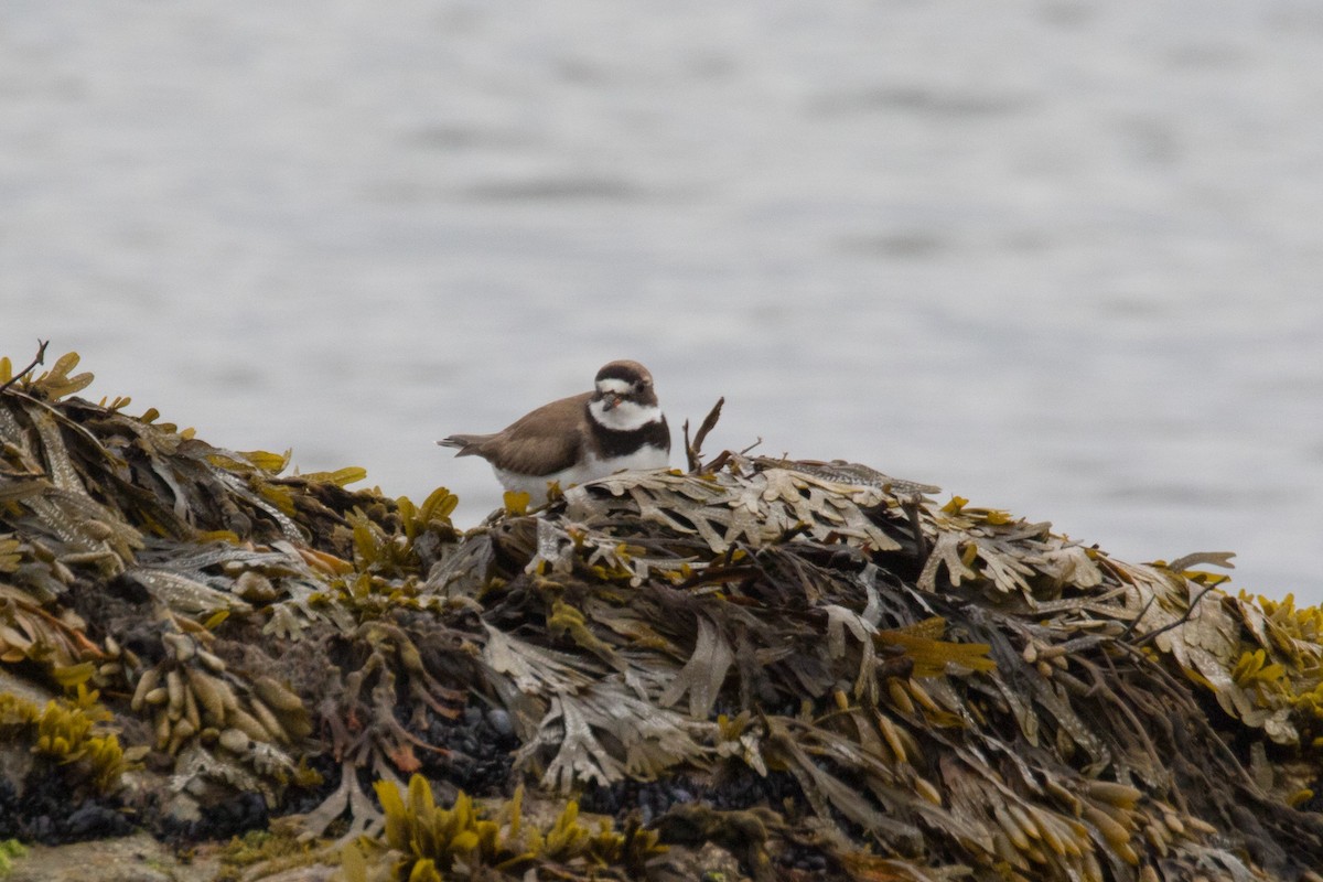 Semipalmated Plover - ML472800101