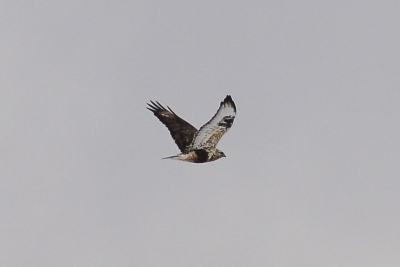 Rough-legged Hawk - ML47280021