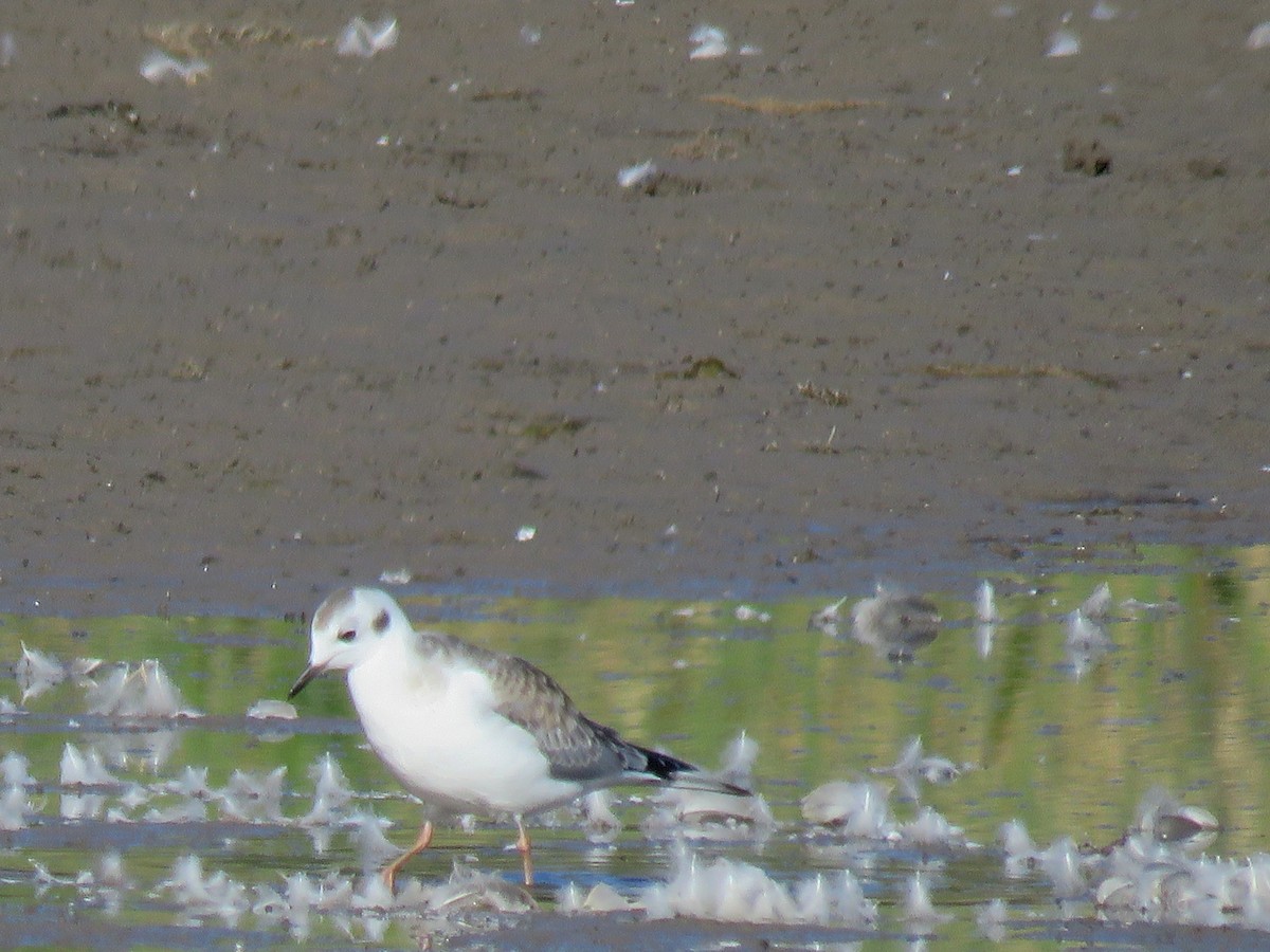 Bonaparte's Gull - ML472800501