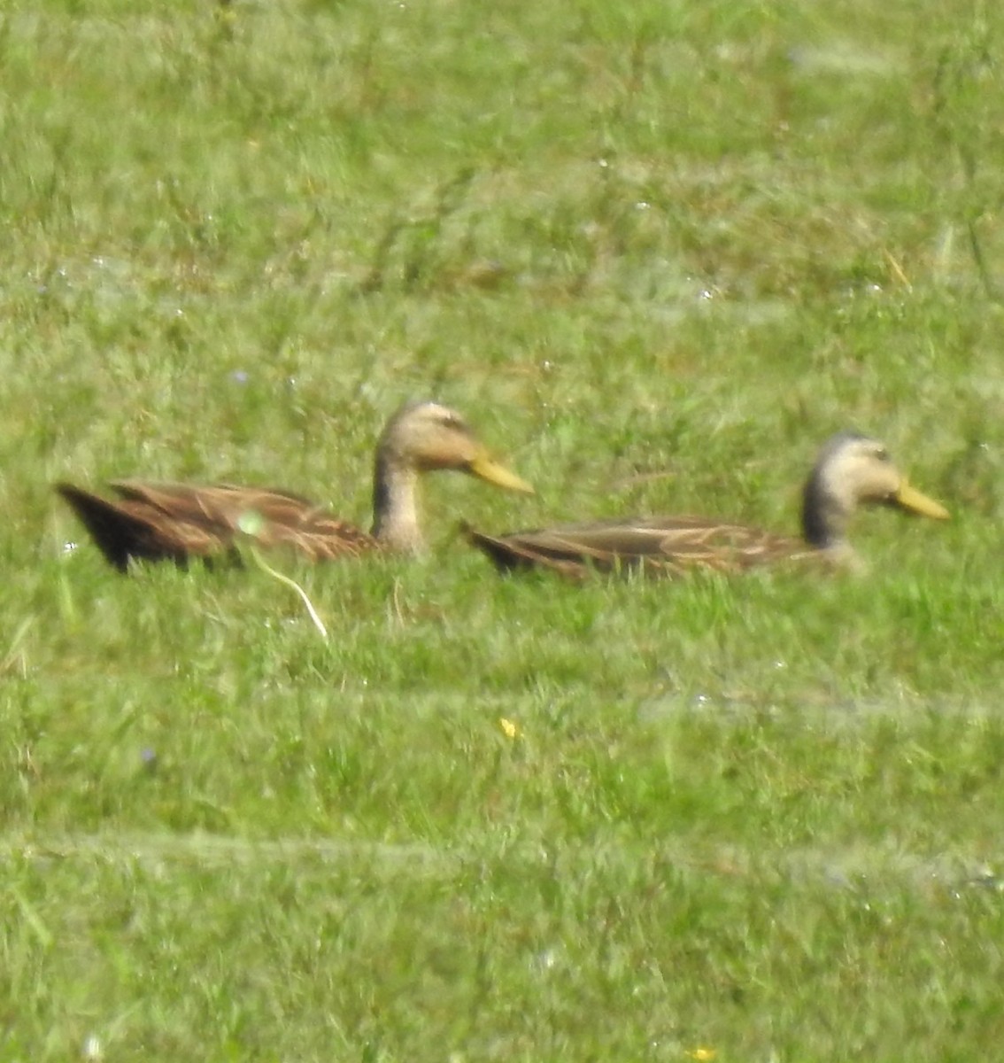 Mottled Duck - ML472801241