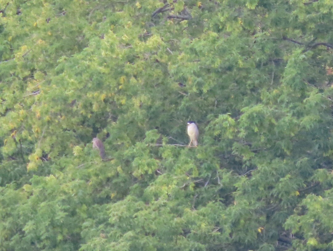 Black-crowned Night Heron - ML472801271