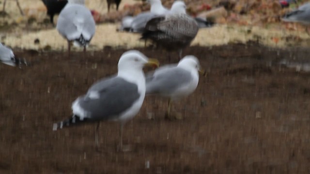 Herring x Lesser Black-backed Gull (hybrid) - ML472803