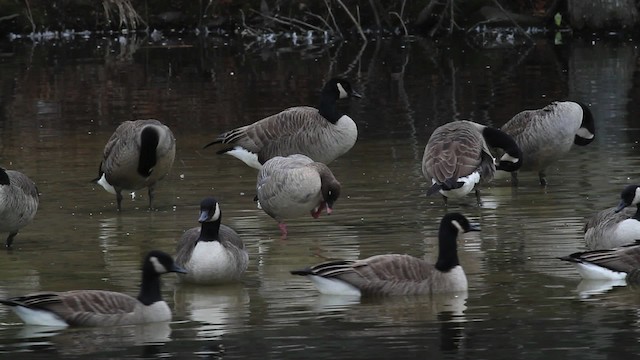 Pink-footed Goose - ML472804