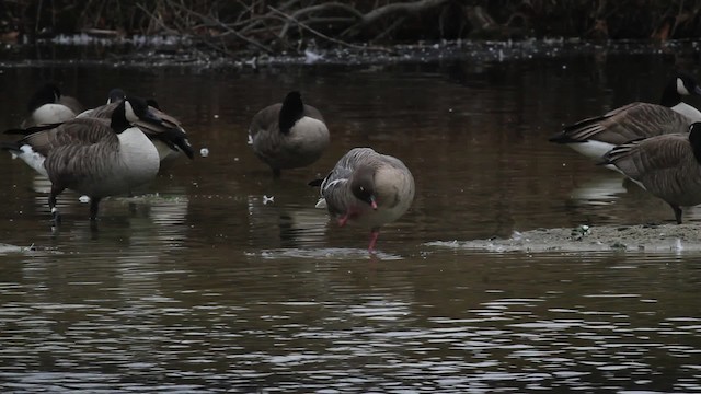 Pink-footed Goose - ML472805