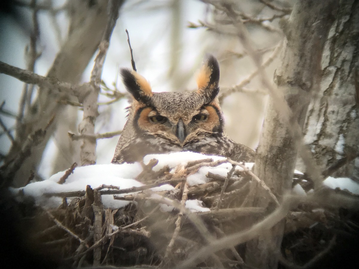 Great Horned Owl - ML47280501