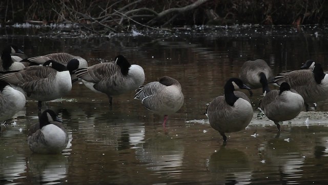Pink-footed Goose - ML472806