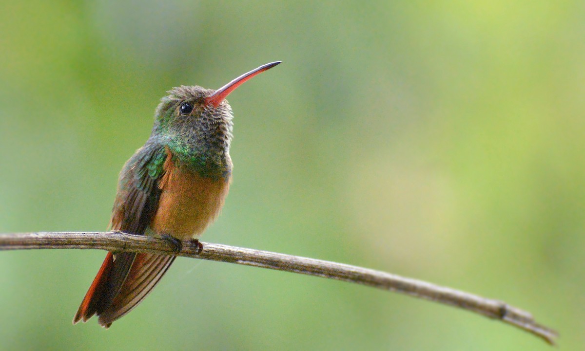 Buff-bellied Hummingbird (Yucatan) - ML472806591