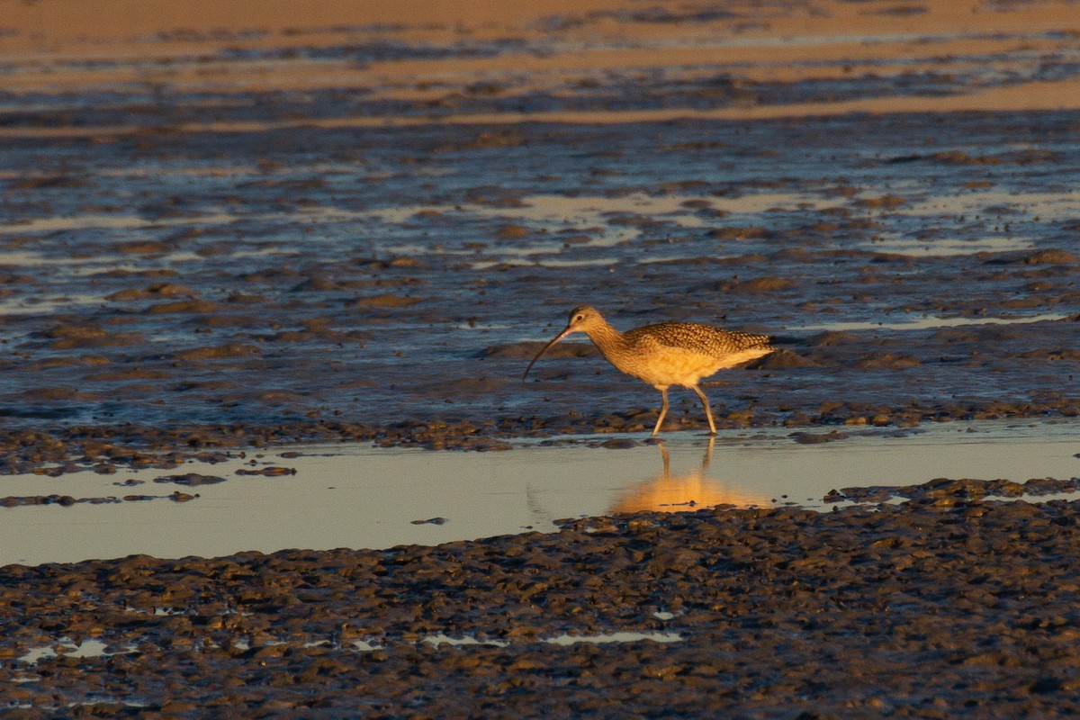 koliha malá (ssp. hudsonicus) - ML472806721