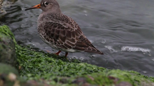 Purple Sandpiper - ML472807