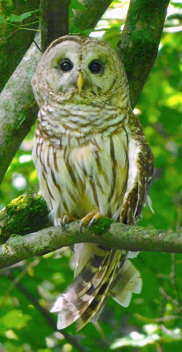 Barred Owl - ML472807001