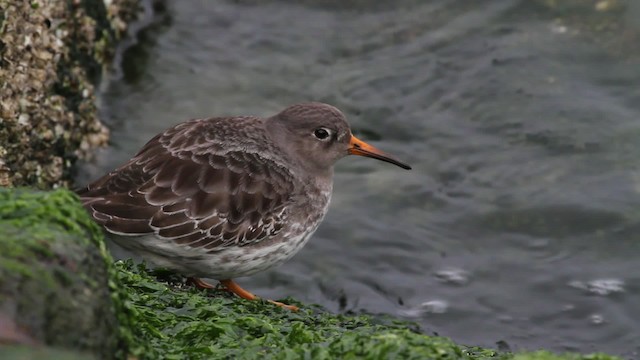 Purple Sandpiper - ML472808