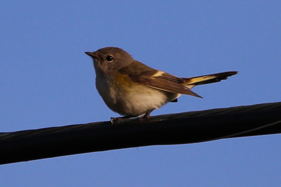 rødstjertparula - ML472808251