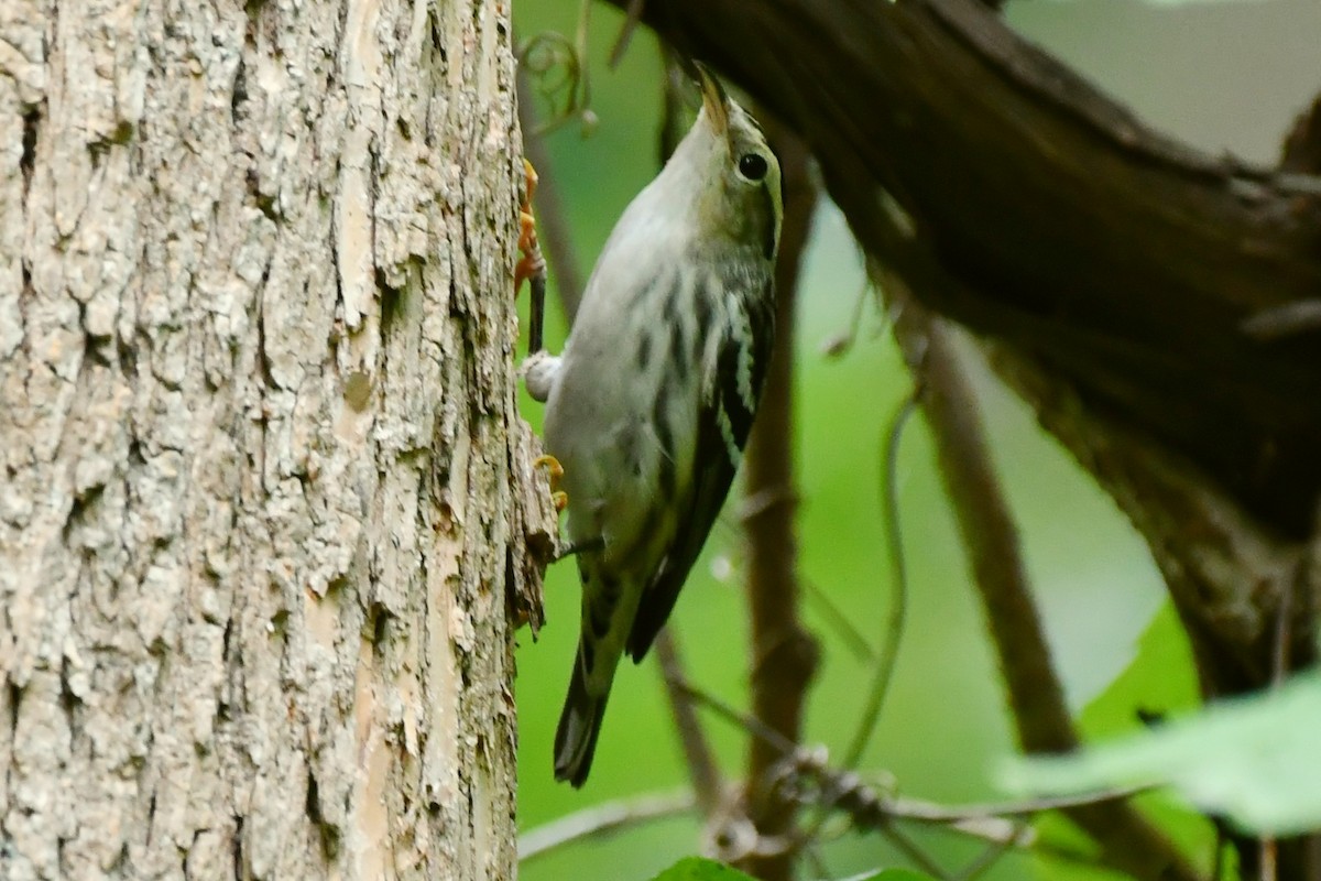 Black-and-white Warbler - ML472808781