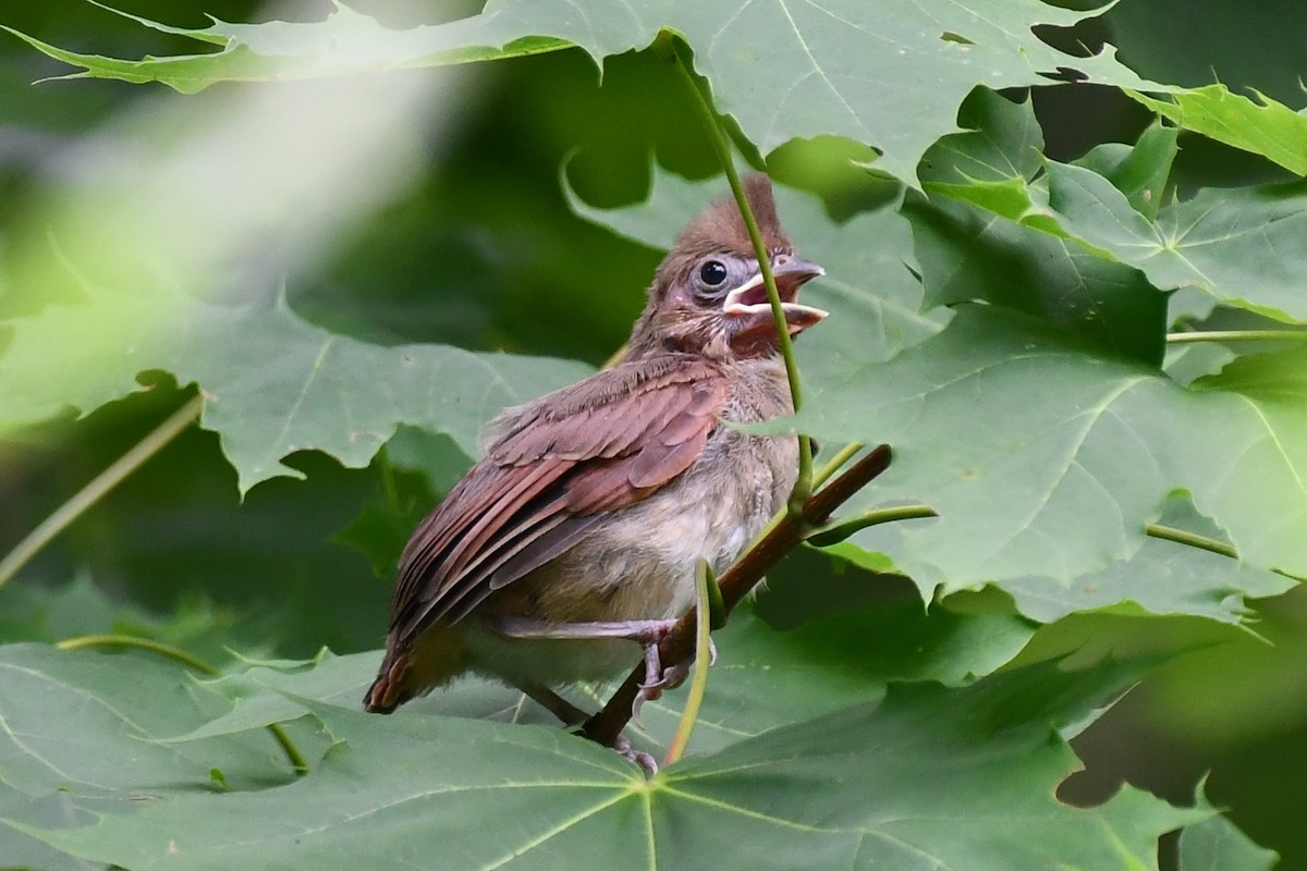 Northern Cardinal - ML472808821