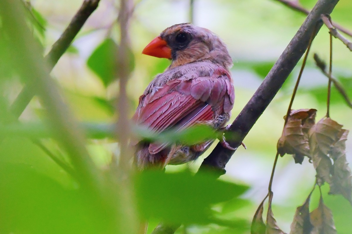 Northern Cardinal - ML472808831