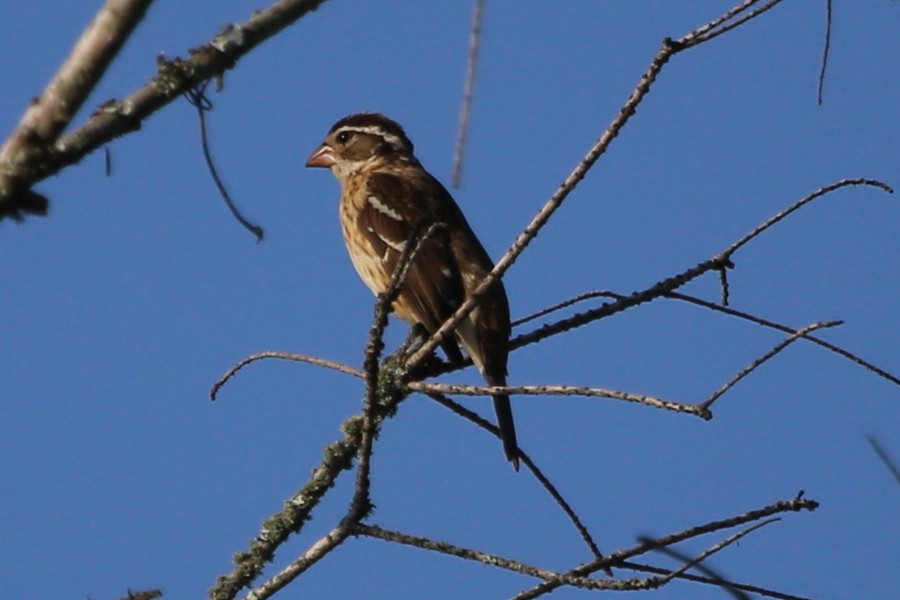 rosenbrysttykknebb - ML472809251
