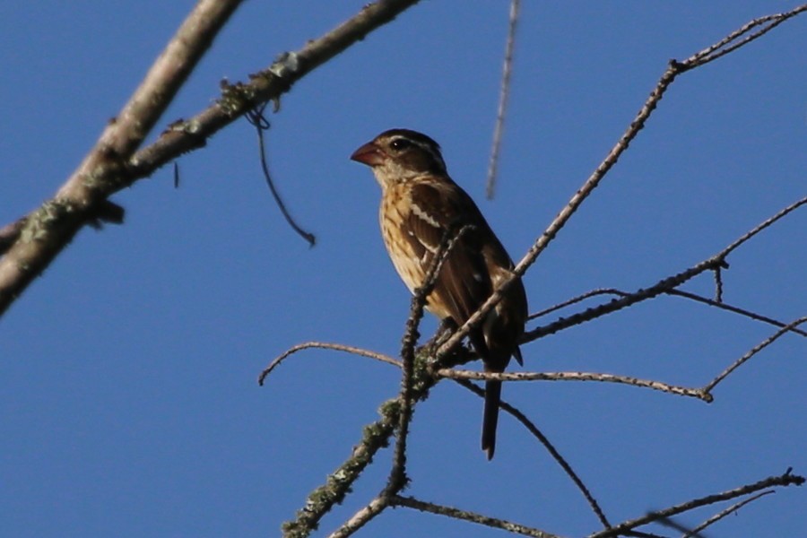 rosenbrysttykknebb - ML472809261