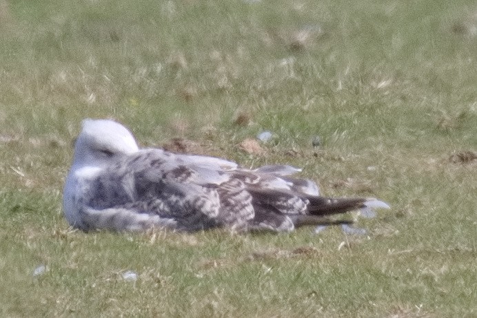 Herring Gull - ML472811961