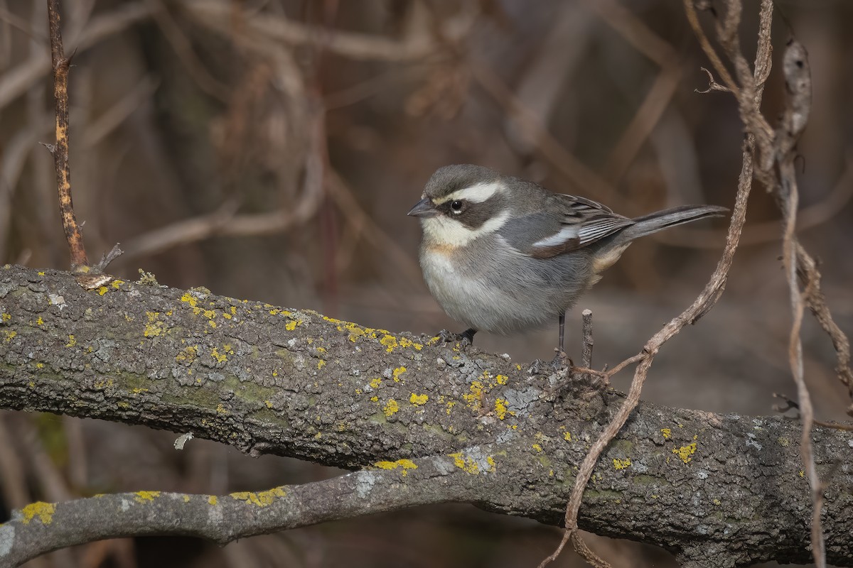 Ringed Warbling Finch - ML472812681