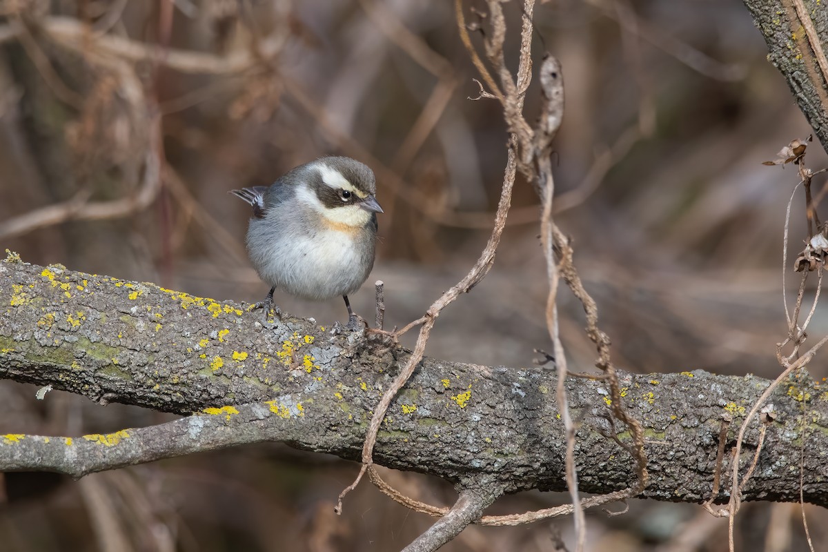 Ringed Warbling Finch - ML472812691