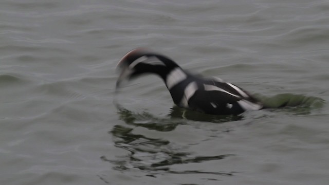 Harlequin Duck - ML472813