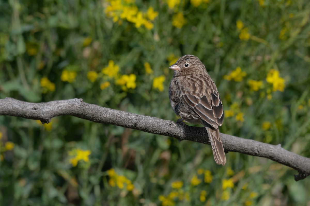 Carbonated Sierra Finch - ML472813061