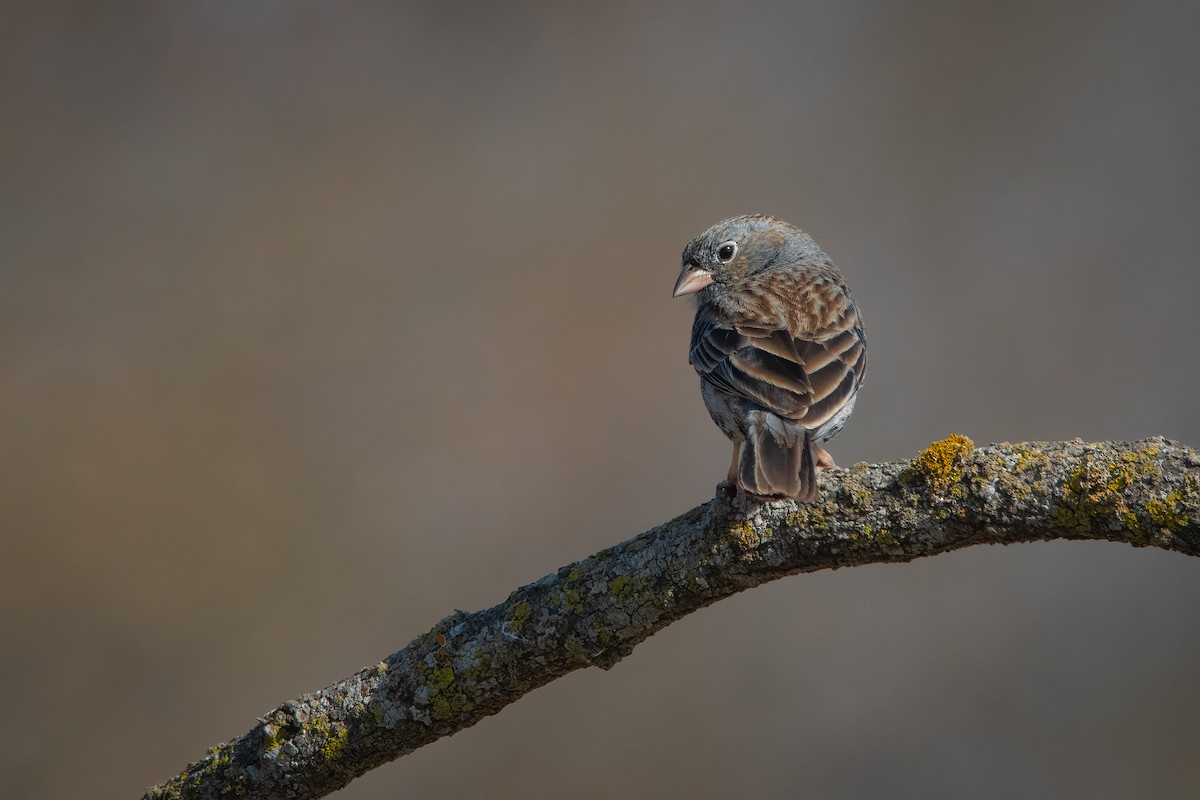 Carbonated Sierra Finch - ML472813081