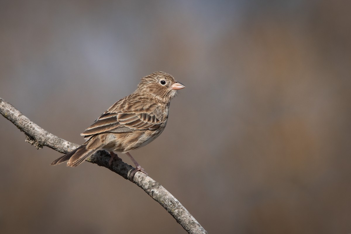 Carbonated Sierra Finch - ML472813091