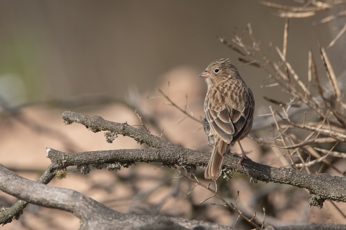 Carbonated Sierra Finch - ML472813101