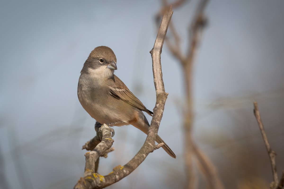 Diuca Finch - ML472813431