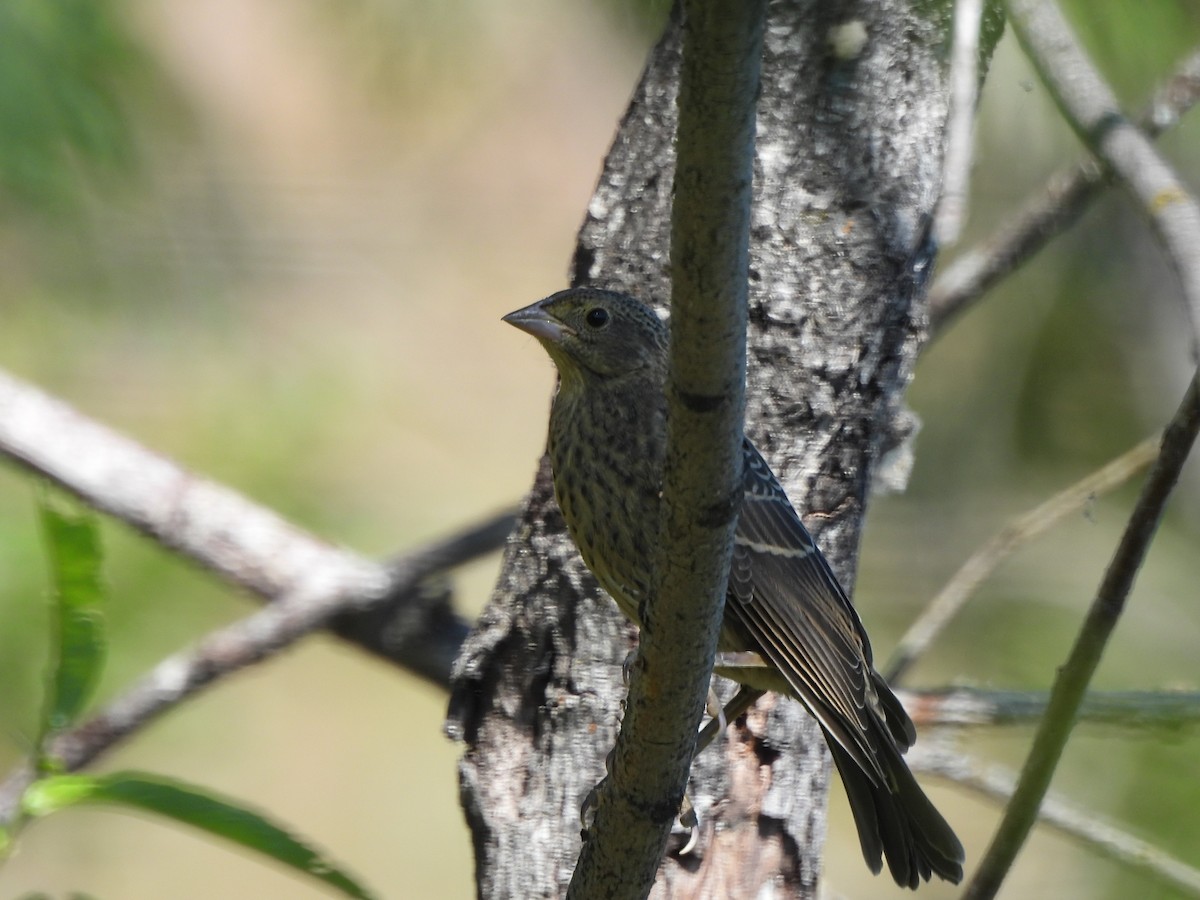 Brown-headed Cowbird - ML472814061