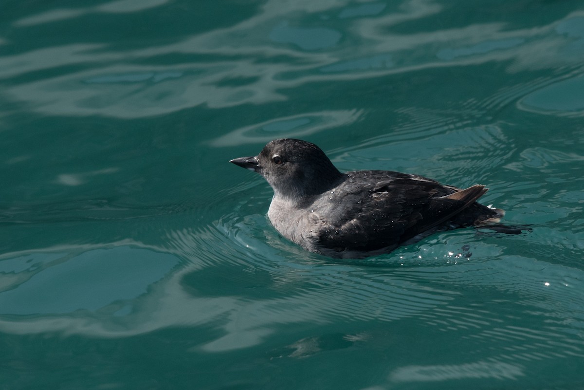 Cassin's Auklet - ML472814161