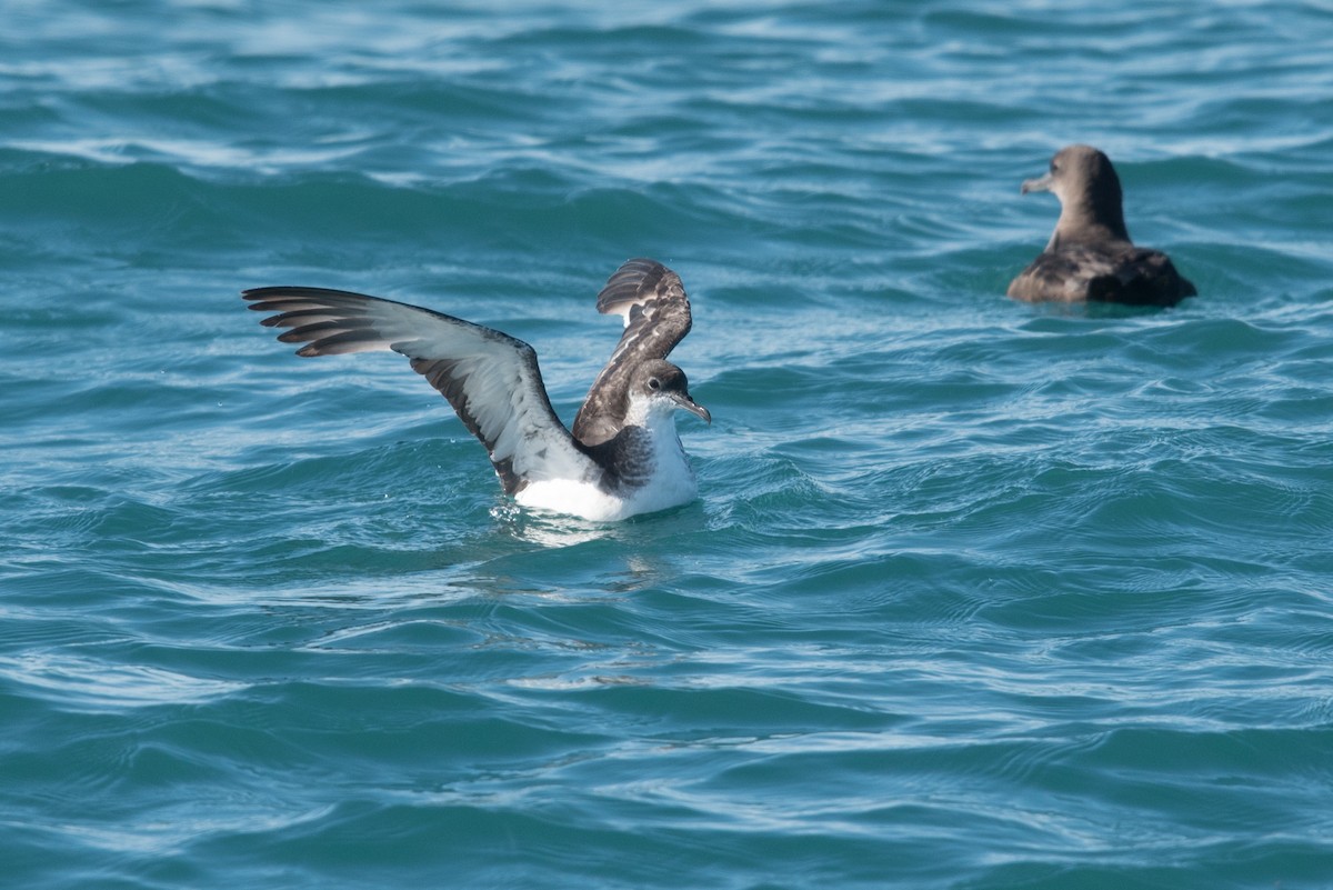 Manx Shearwater - ML472814261