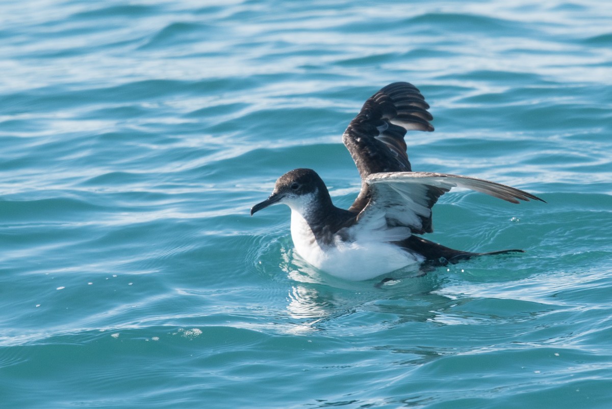 Manx Shearwater - ML472814271