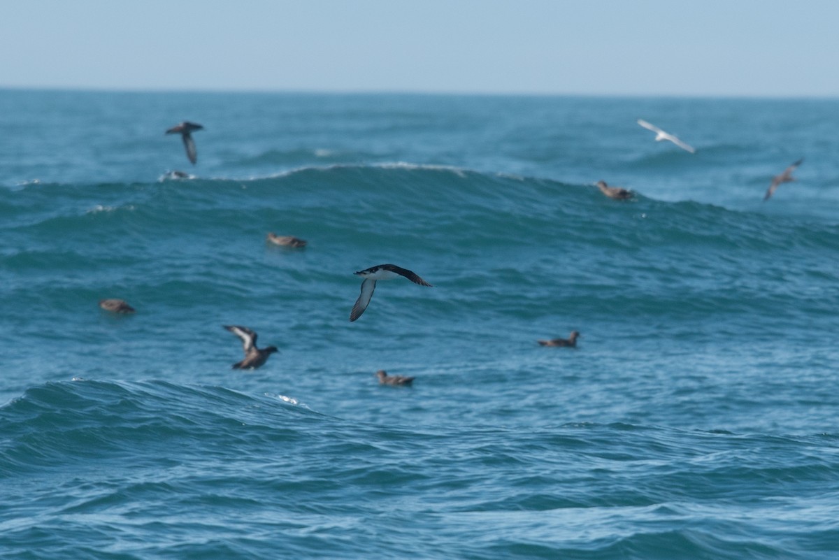 Manx Shearwater - ML472814291