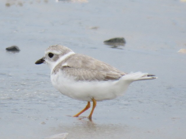 Piping Plover - ML472814361