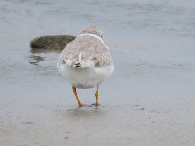 Piping Plover - ML472814371
