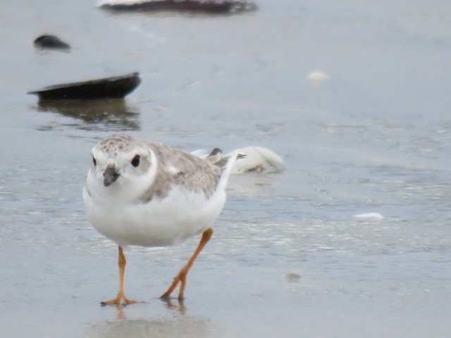 Piping Plover - ML472814381