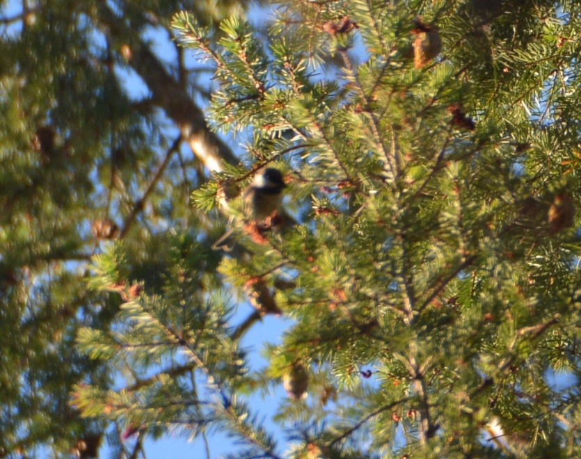 Chestnut-backed Chickadee - ML472816431