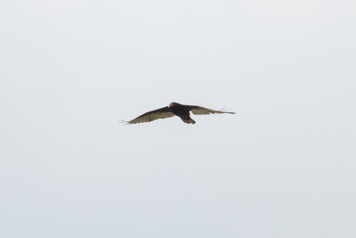 Turkey Vulture - ML472816561